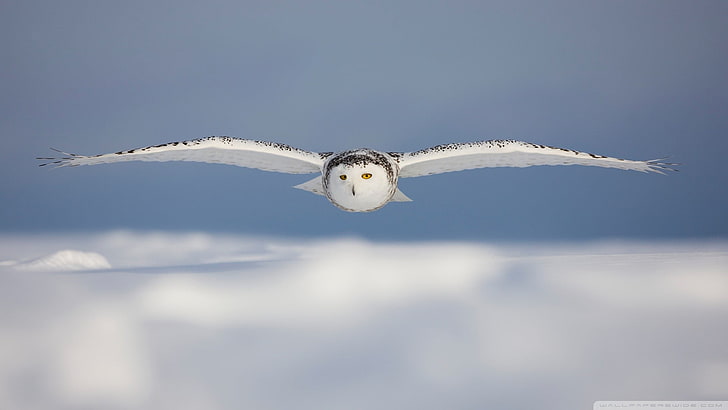 white owl, birds, snow, flying, animal, animal themes, one animal