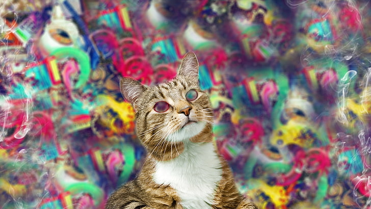 HD wallpaper: psychedelic, abstract, cat, trippy, multi colored, pets,  domestic animals | Wallpaper Flare