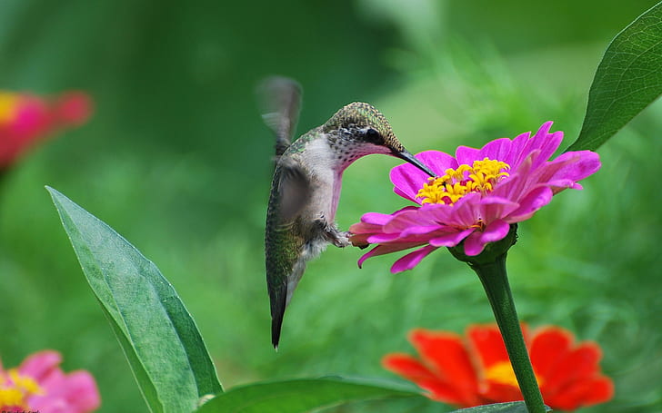 Hummingbird, pink flower, nectar