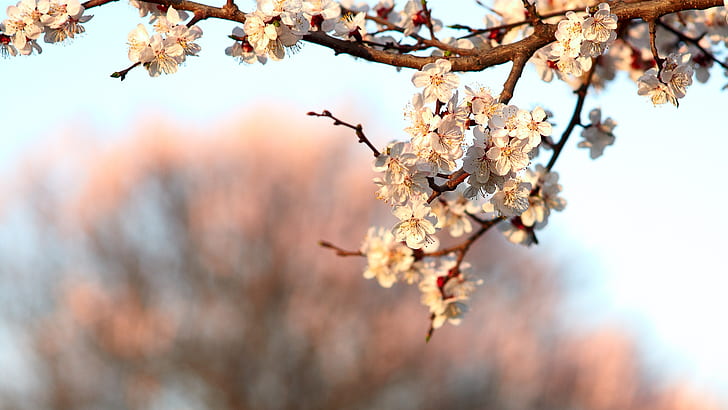 Spring flower blossom, cherry flowers, HD wallpaper