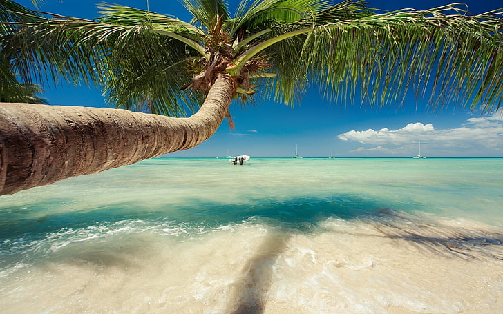 green palm tree, nature, landscape, Caribbean, sea, palm trees, HD wallpaper