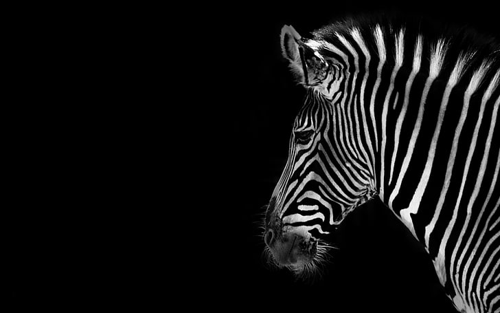 zebra wallpaper, background, color, striped, black Color, animal, HD wallpaper