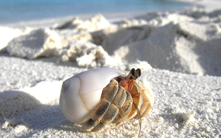white hermit crab, sand, macro, lurking, animal wildlife, animals in the wild