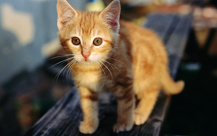 Cute orange kitten, HD wallpaper