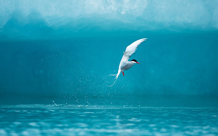 Arctic Tern, HD wallpaper