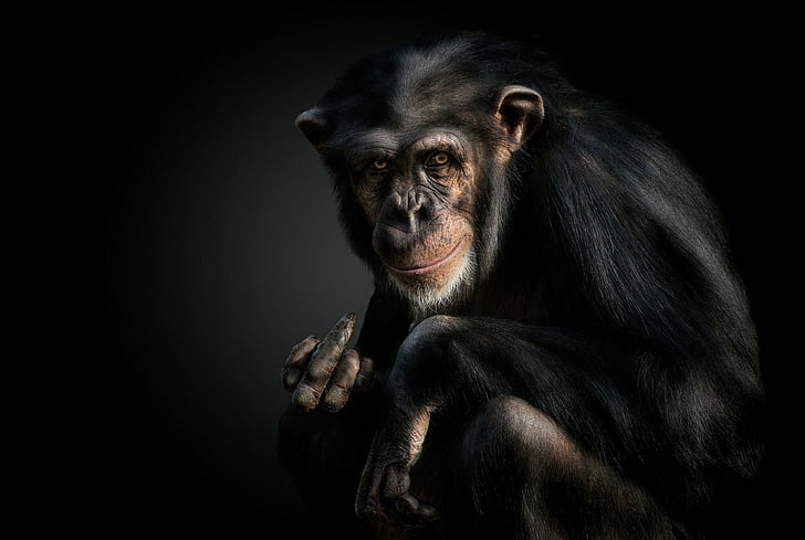 Monkeys, Chimpanzee, Primate, HD wallpaper