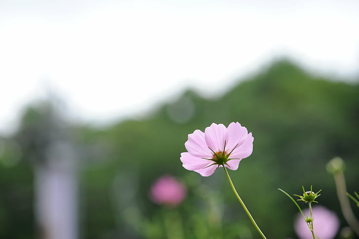 pink petaled flower selective photo, 日本, JP, Cosmos, Highland, HD wallpaper