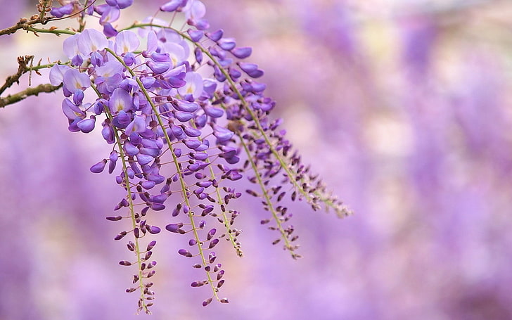 selective focus photography of purple petaled flower, flowers, HD wallpaper
