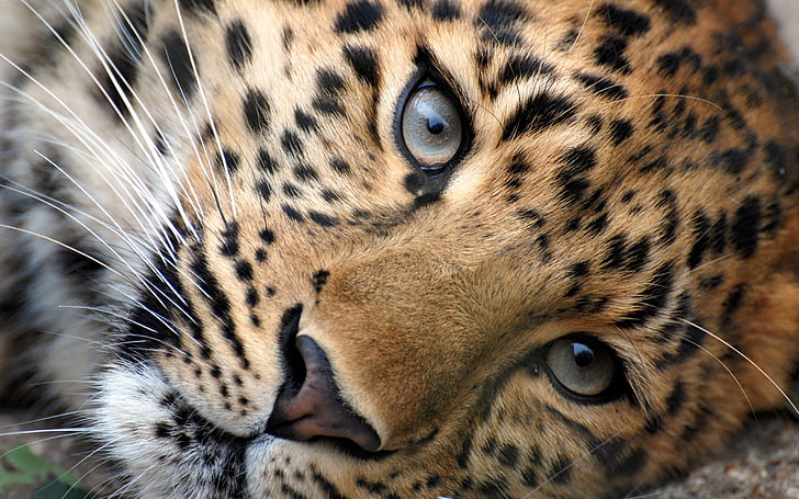 cheetah, leopard, face, eyes, animal, wildlife, undomesticated Cat, HD wallpaper