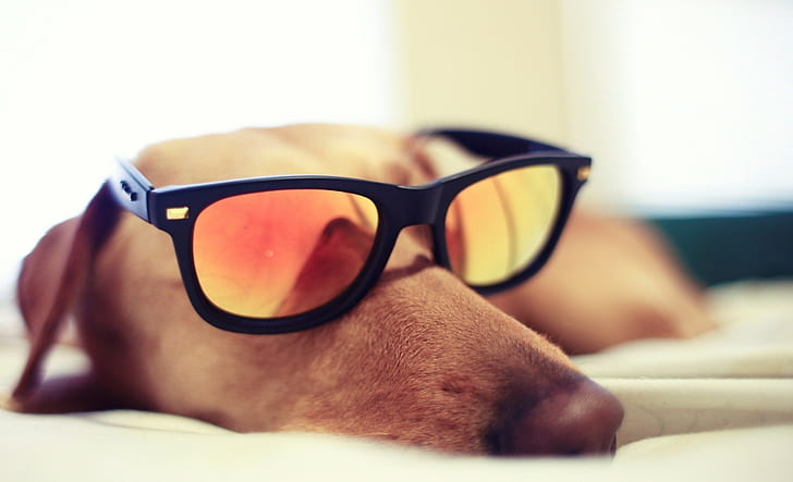 dog, glasses, sleeping, HD wallpaper