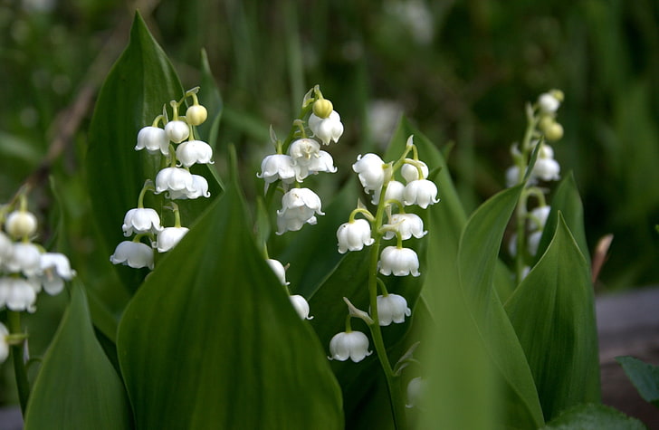 lily of the valley, leaves, white, lilies of the valley, nature, HD wallpaper