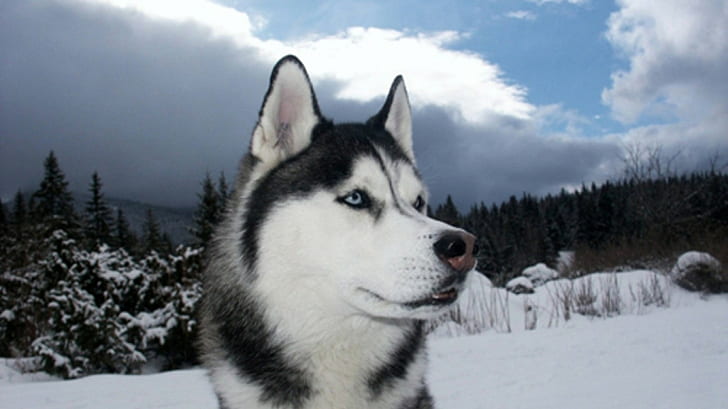 Siberian Husky, dog, winter, snow, animals, HD wallpaper