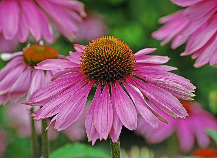 selective focus photography of pink petaled flower, purple coneflower, purple coneflower