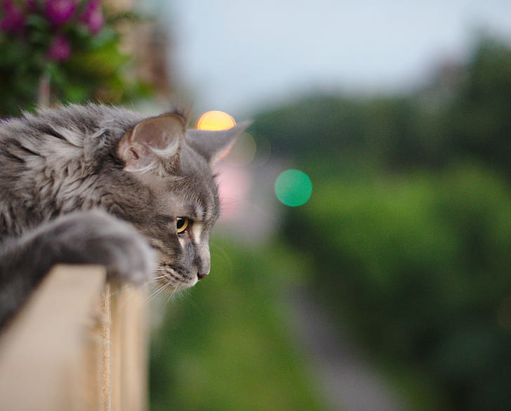 gray long-coat cat on rails, dreams, damn, pretty, children, longing, HD wallpaper