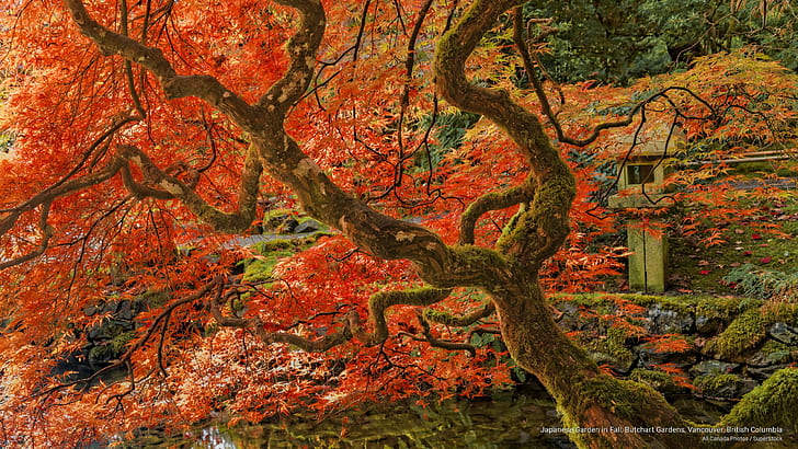 Japanese Garden in Fall, Butchart Gardens, Vancouver, British Columbia, HD wallpaper