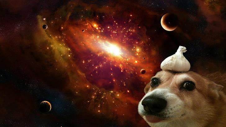1920x1080 px Corgi dog Garlic space universe People Eyes HD Art, HD wallpaper