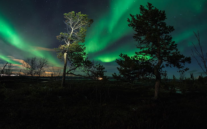Aurora Borealis Northern Lights Trees Night Green HD, nature