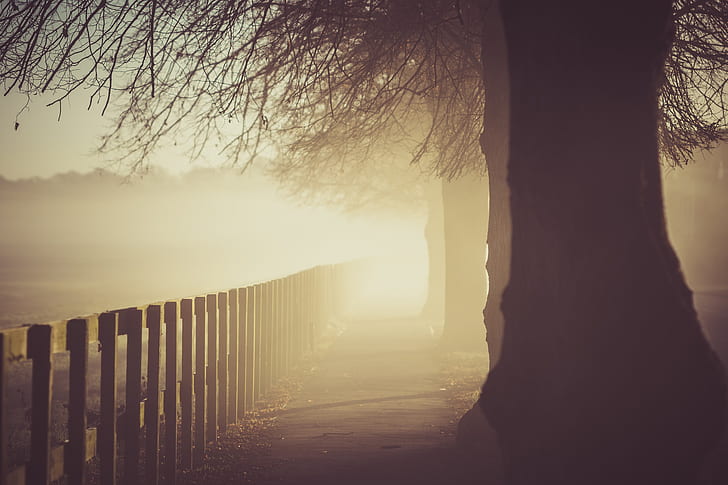 morning, sunlight, trees, fog, barrier, fence, nature, boundary