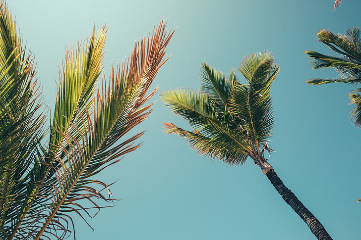 palm trees, summer, clear sky, plant, growth, low angle view, HD wallpaper