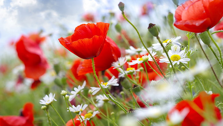 flowers, poppies, red flowers, flowering plant, beauty in nature, HD wallpaper
