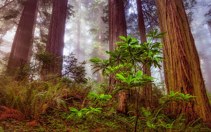 forest, tree, sequoia, redwood
