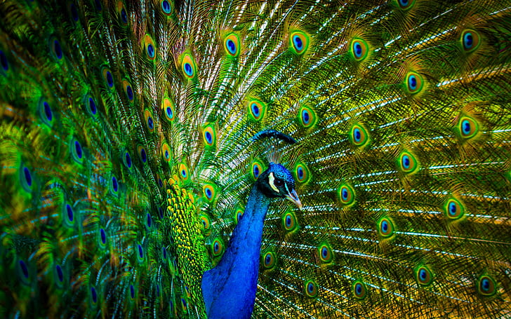 HD wallpaper: Peacock beautiful feathers | Wallpaper Flare