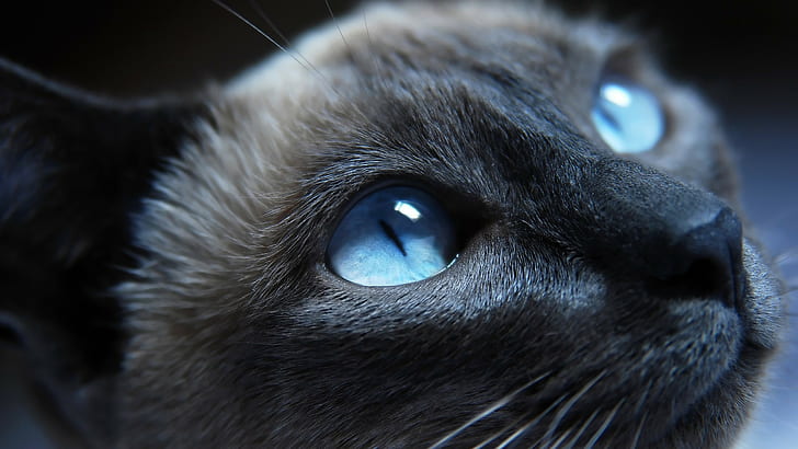 cat, blue eyes, animals, Siamese cats
