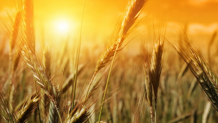 green rice grain, nature, plants, sunlight, wheat, agriculture, HD wallpaper