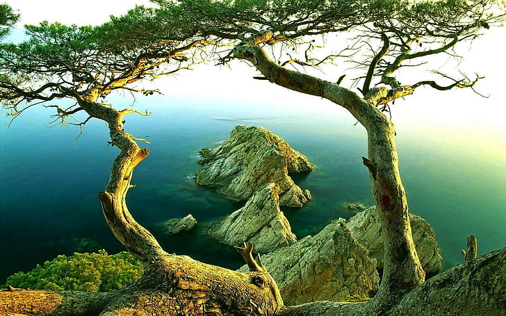 nature, landscape, trees, rock, coast, mist, sea, water, plant, HD wallpaper