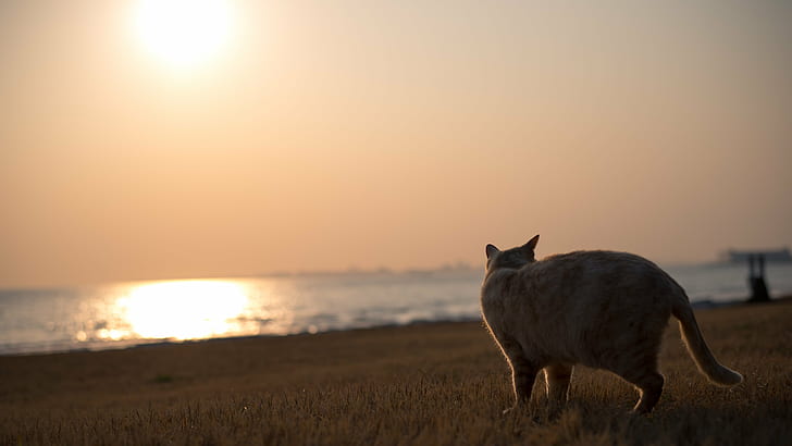 selective focus photography of cat on seashore, hazy, spring