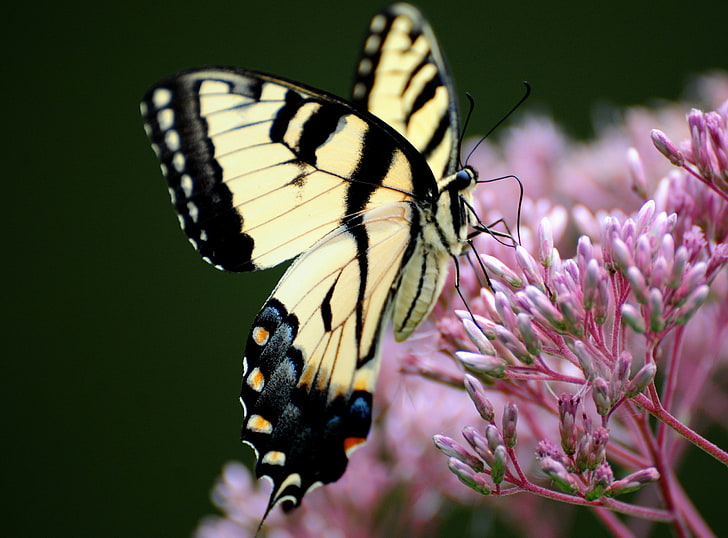Superb Butterfly Macro, eastern tiger swallowtail butterfly, Animals HD wallpaper