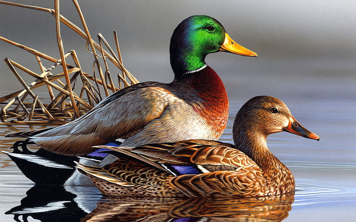 HD wallpaper: Ducks Couple Swimming In Lake Desktop Backgrounds Free  Download For Windows 5200×3250 | Wallpaper Flare