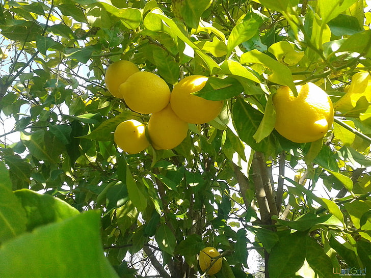 lemon tree, lemons, fruit, nature, food, healthy eating, leaf