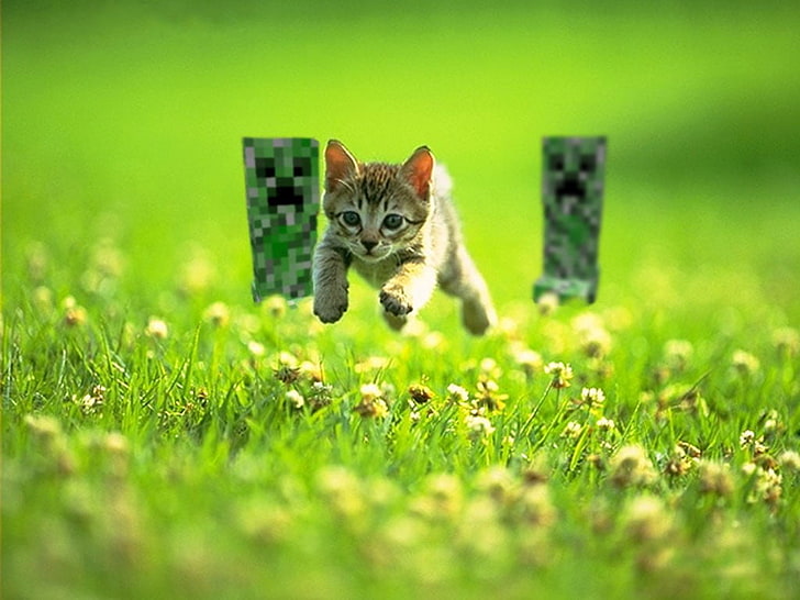 kitten jumping on green grass photography, brown tabby kitten chased by two Minecraft creepers at flower field