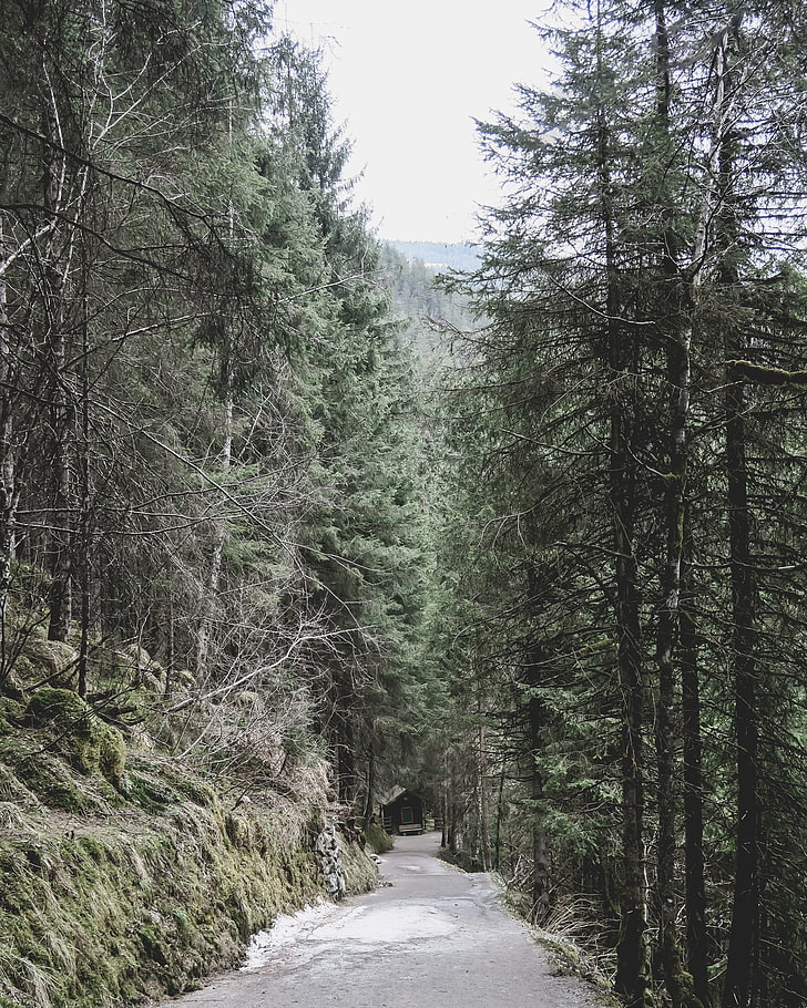 nature, road, trees, house, plant, the way forward, direction
