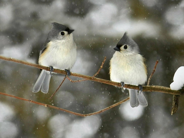 Birds, Titmouse, Animal, Branch, Tufted Titmouse, Winter, HD wallpaper