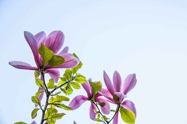 close up photo col purple petaled flowers, Magnolia, Trelleborg