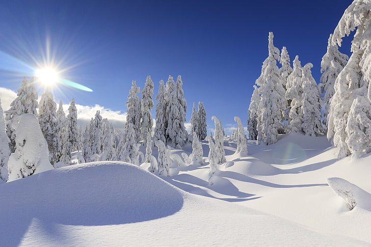 snow covered trees, winter, ate, Canada, the snow, Vancouver, HD wallpaper