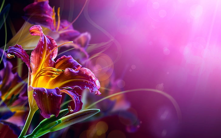 purple and yellow petaled flower graphics, flowers, lilies, bokeh