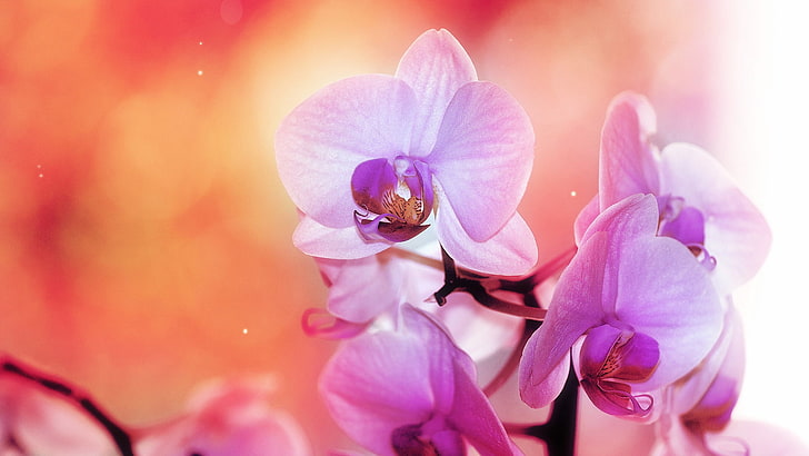 flower, orchid, pink, bouquet, blossom, floral, plant, petal, HD wallpaper