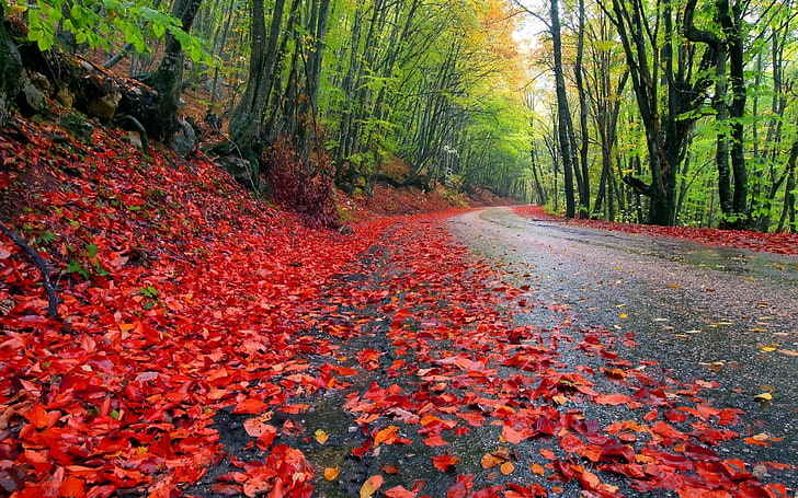 Fall Forest Road Red Fallen Leaves, Damp Earth Forest With Trees Of Hornbeam Desktop Backgrounds Free Download For Windows