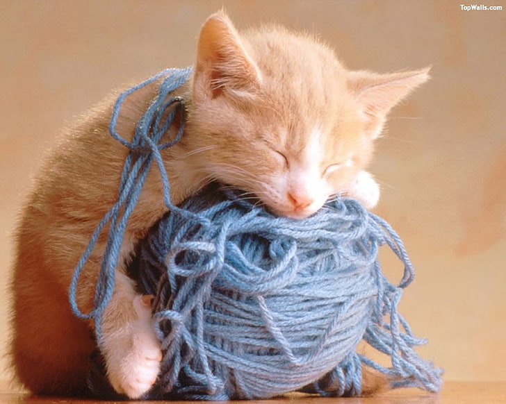 Kittens cat yarn animals 1080P, 2K, 4K, 5K HD wallpapers free download.