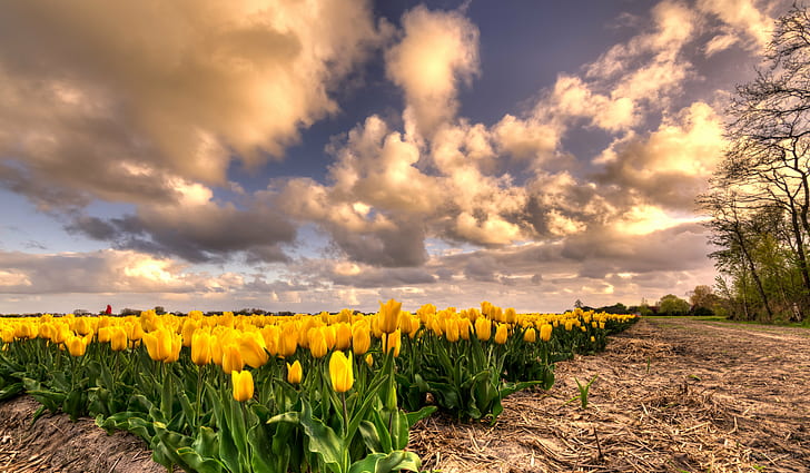 yellow tulips field under cloudy sky, one, red, 35mm, D750, Dutch, HD wallpaper