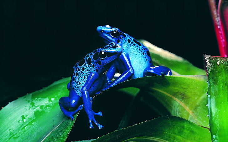 Poison Blue Darts, poisonous, leaf, frogs, animals, HD wallpaper