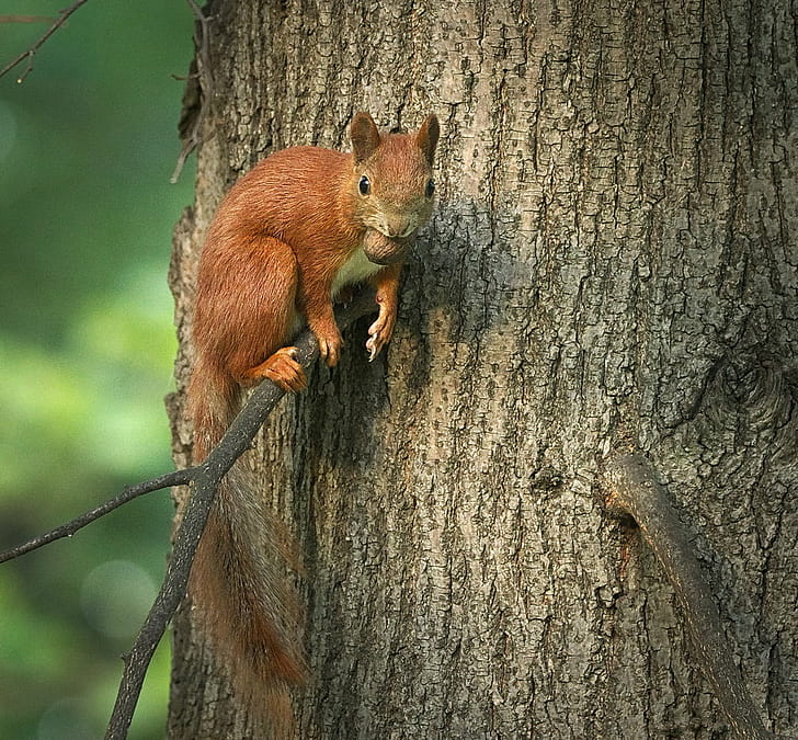 brown 4 legged animal, Nutty, junior  brown, Eurasian red squirrel, HD wallpaper