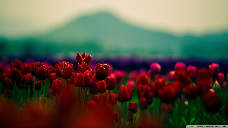 bed of red tulip flowers, plants, mountains, depth of field, tulips