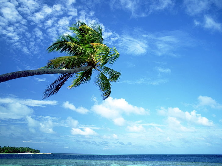green coconut tree, nature, palm trees, sea, sky, clouds, tropical climate, HD wallpaper