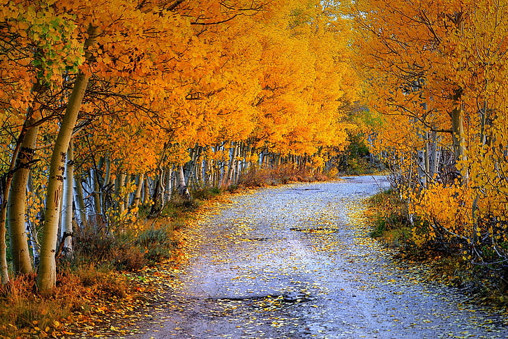 nature, trees, road, autumn, plant, beauty in nature, forest, HD wallpaper