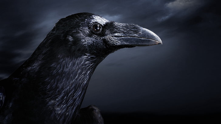 American crow, raven, bird, beak, black, profile, animal, wildlife