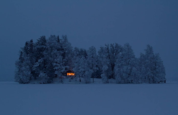 pine trees, snow, forest, cabin, winter, cold temperature, plant